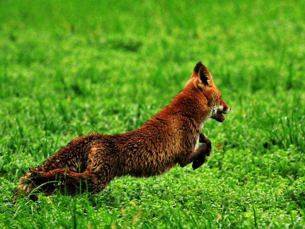 Volpe nel Parco Adda Sud Lodigiano