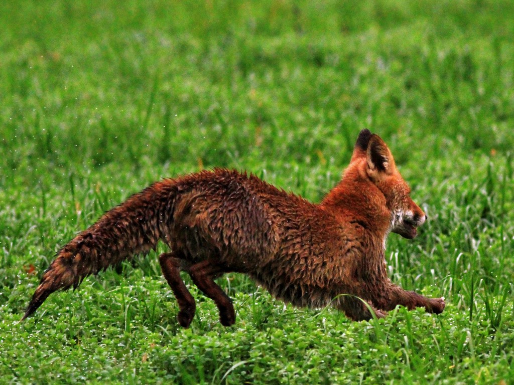 Volpe nel Parco Adda Sud Lodigiano