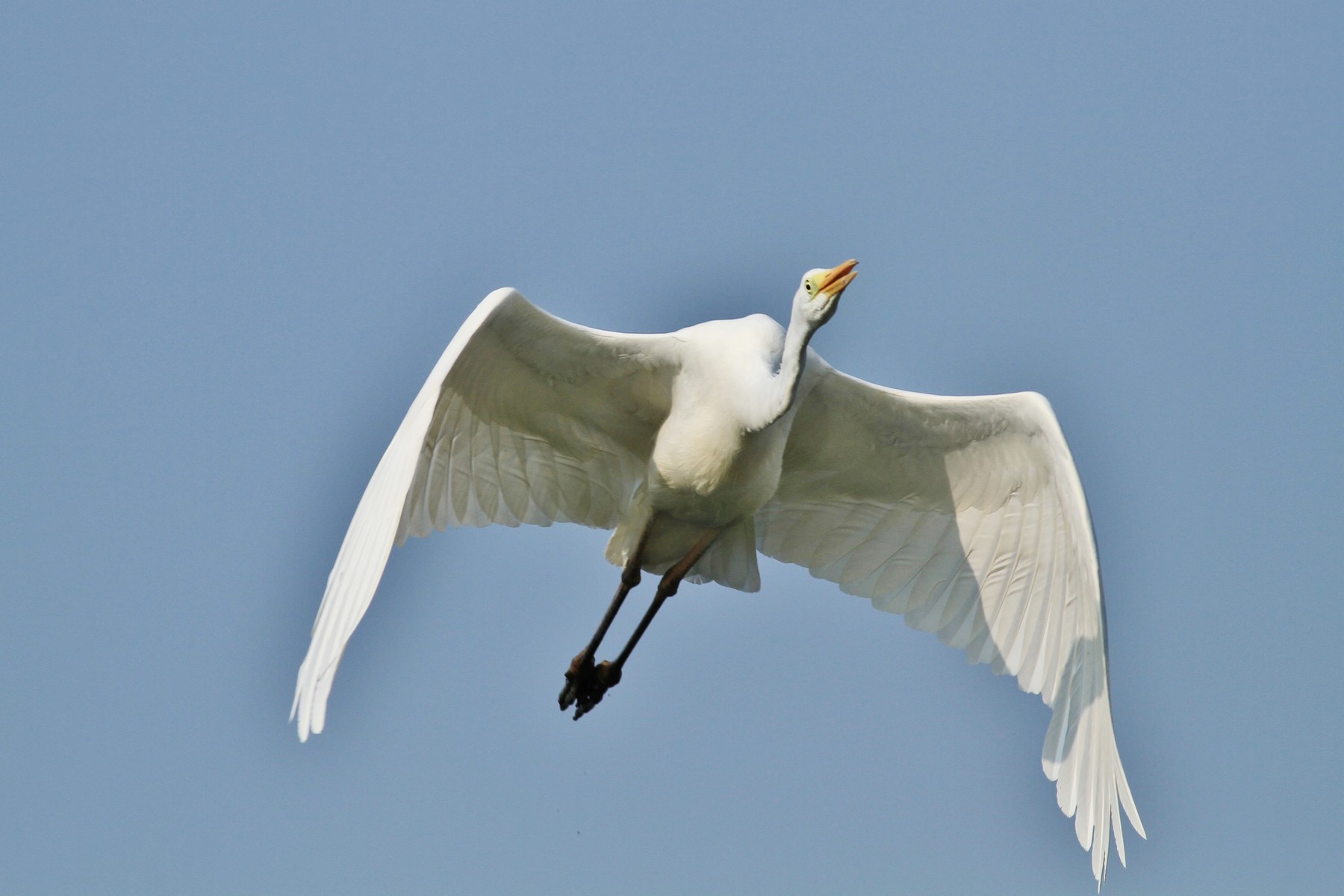 Airone Bianco maggiore