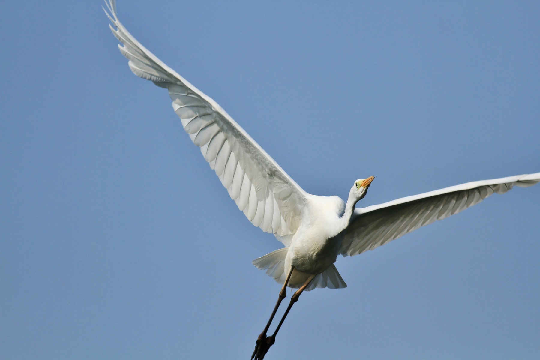 Airone Bianco maggiore