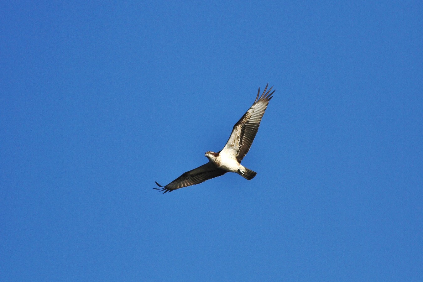 Falco Pescatore