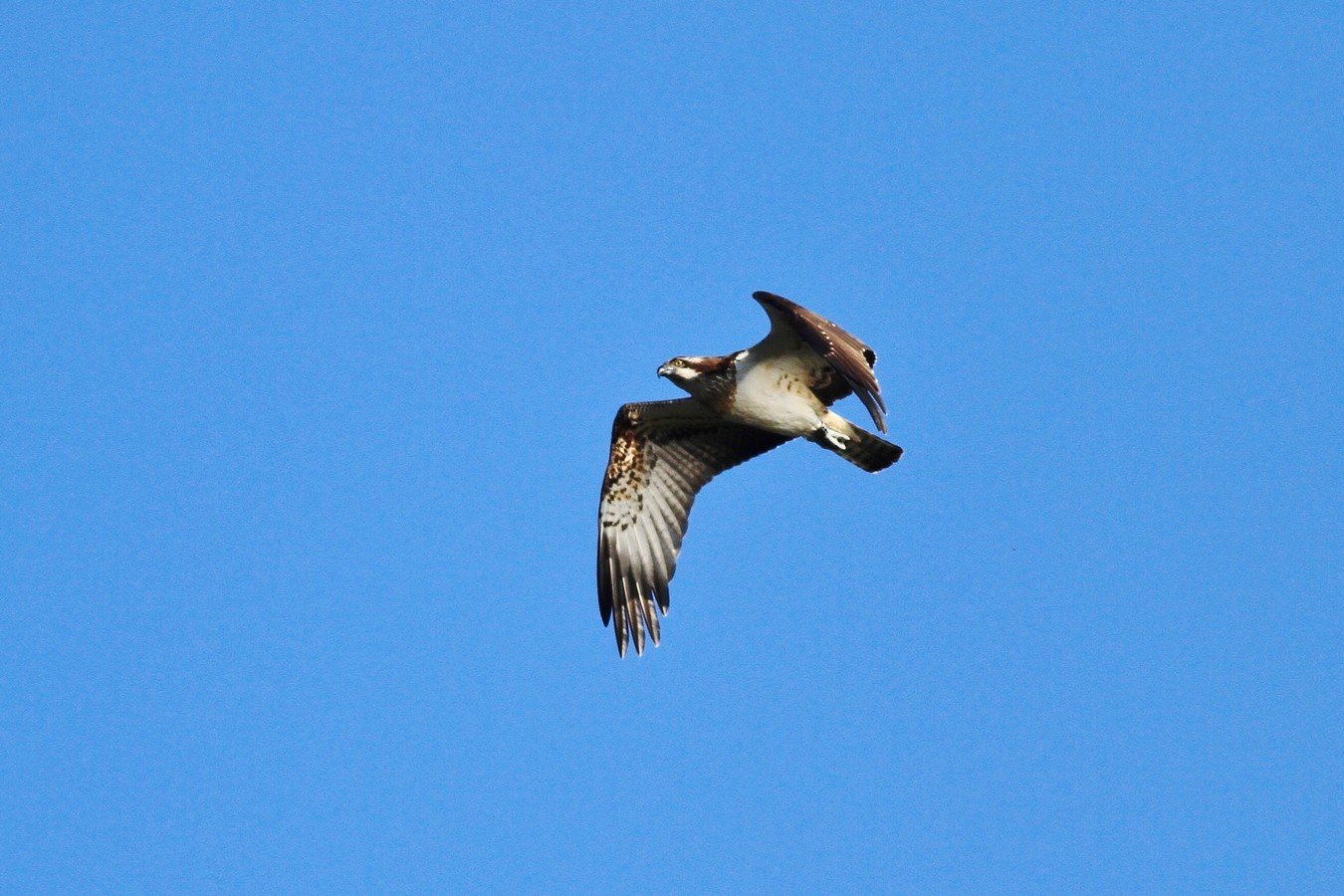 Falco Pescatore