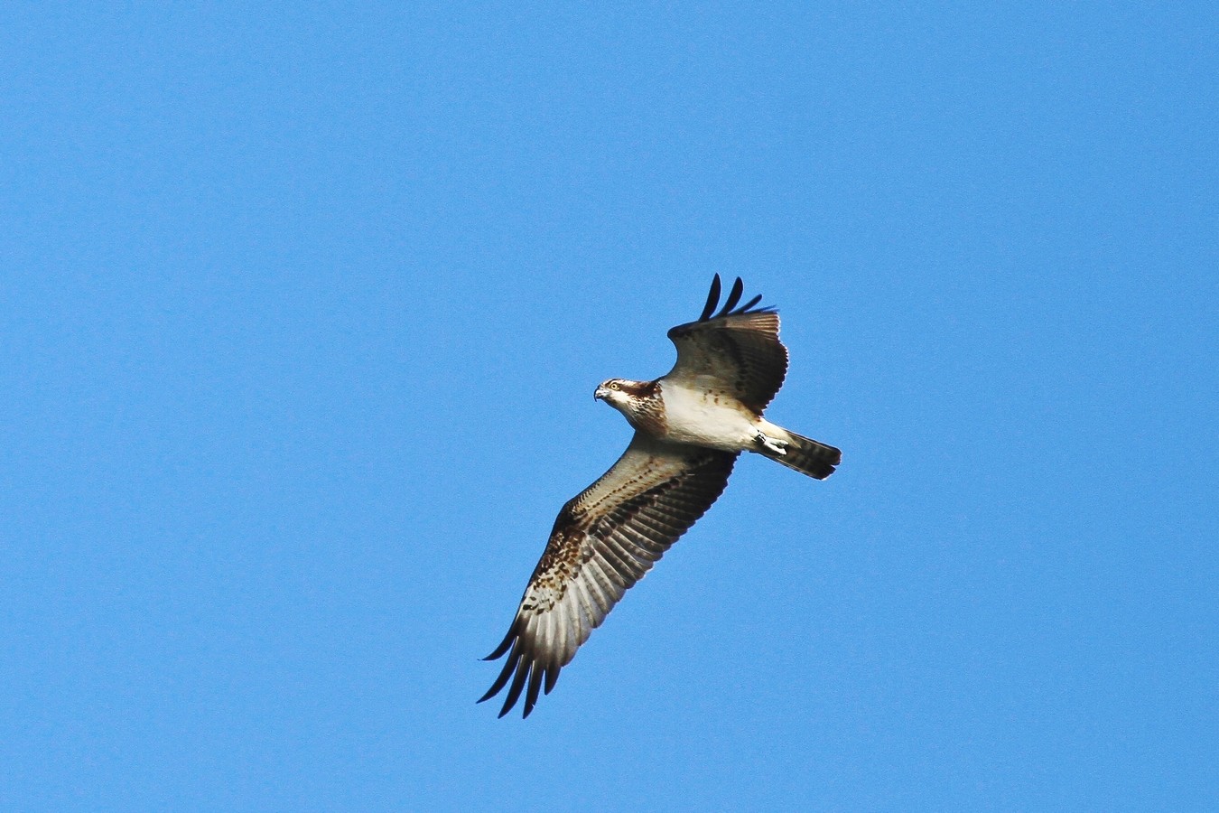 Falco Pescatore