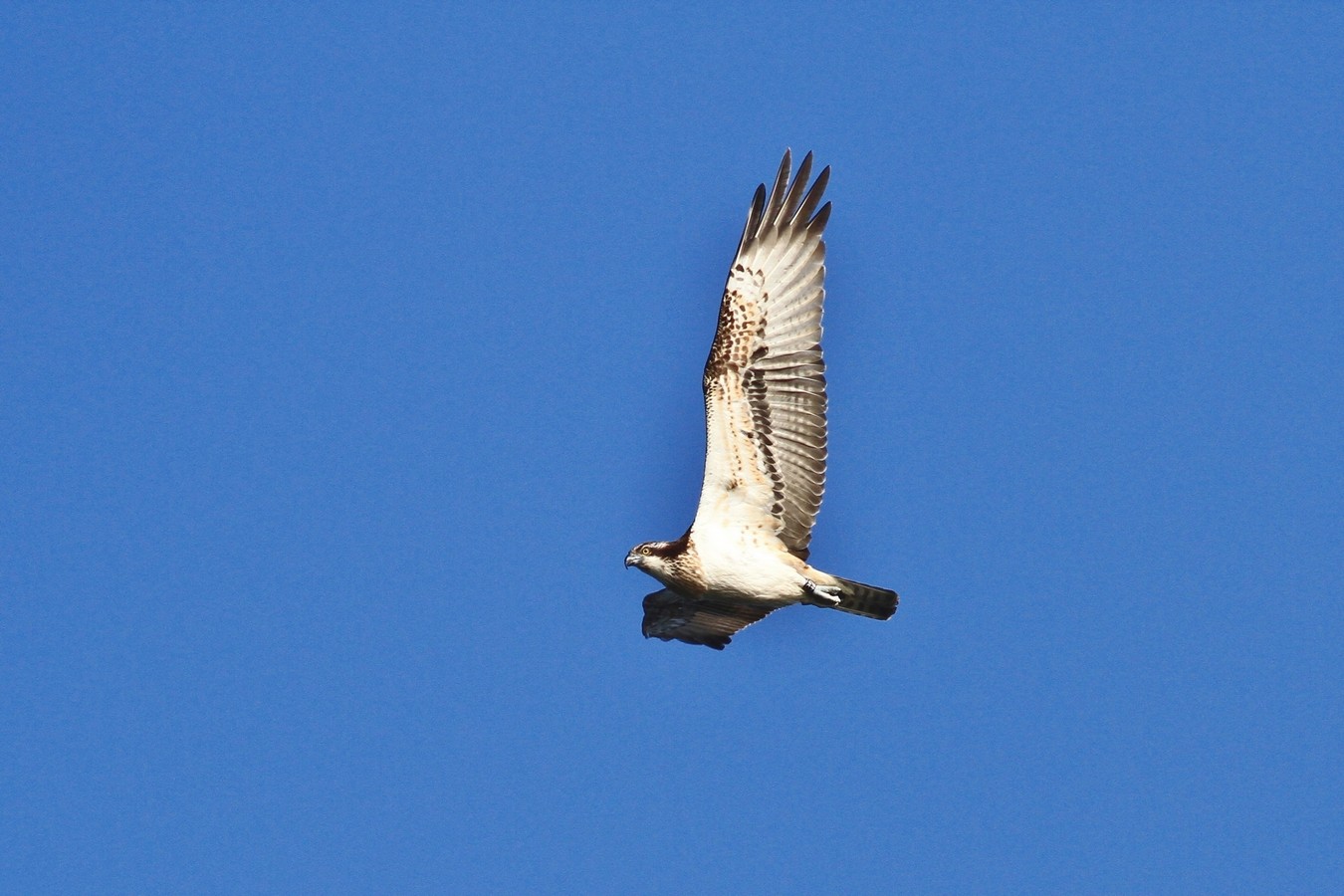 Falco Pescatore