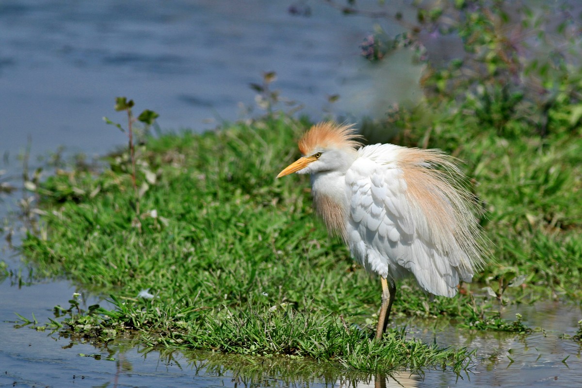 Uccelli arruffati