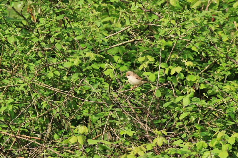 Aiuto/conferma identificazione , Sterpazzola