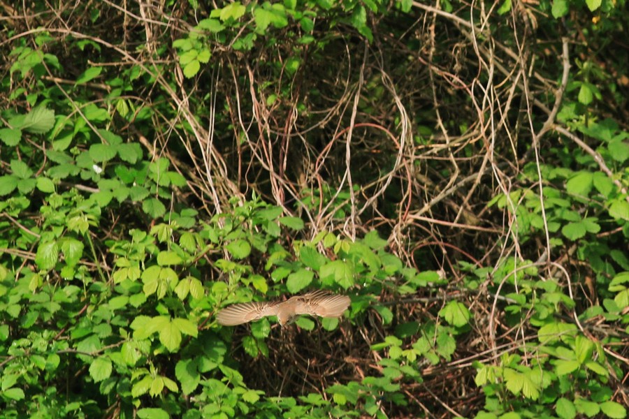 Aiuto/conferma identificazione , Sterpazzola