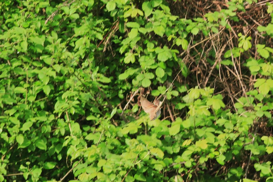 Aiuto/conferma identificazione , Sterpazzola