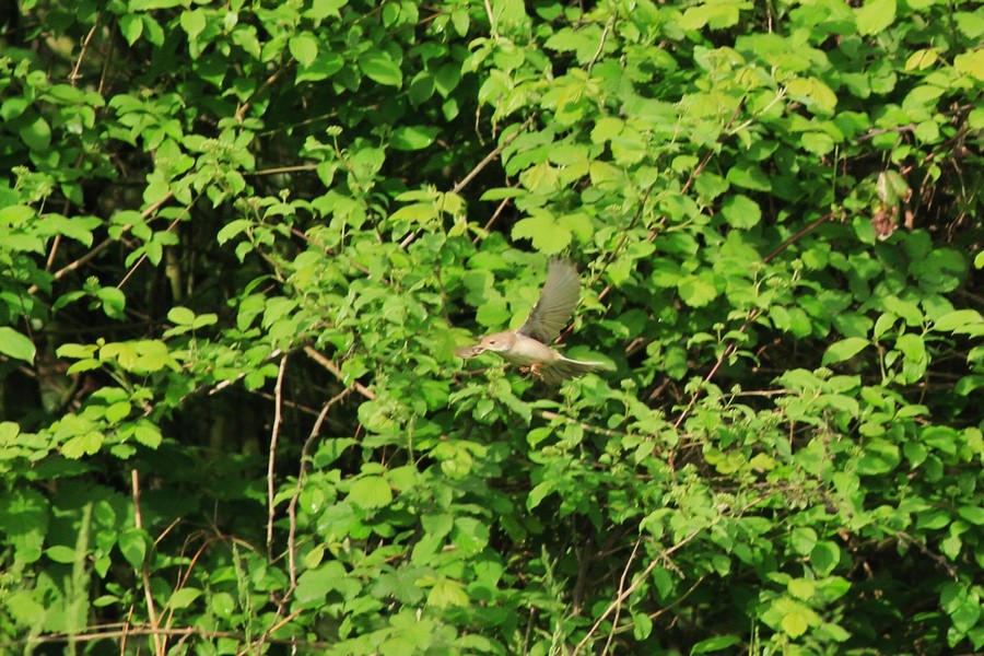 Aiuto/conferma identificazione , Sterpazzola