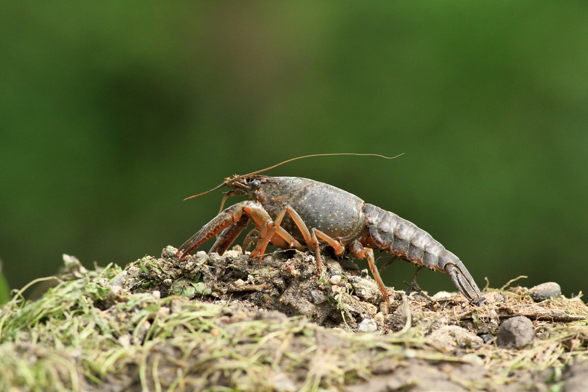 Gambero della Luisiana