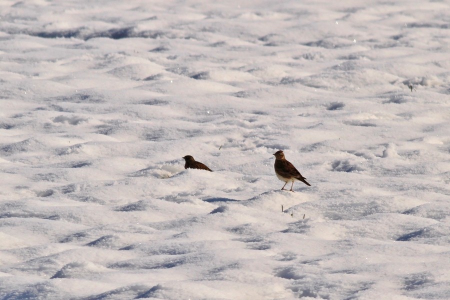 Alcuni scatti dopo la nevicata