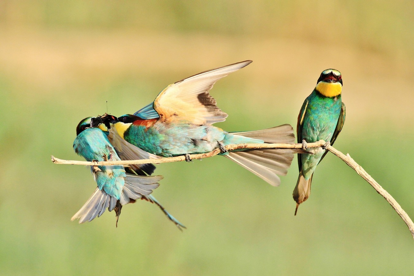 Gruccioni ( cosa non si fa per una farfalla)