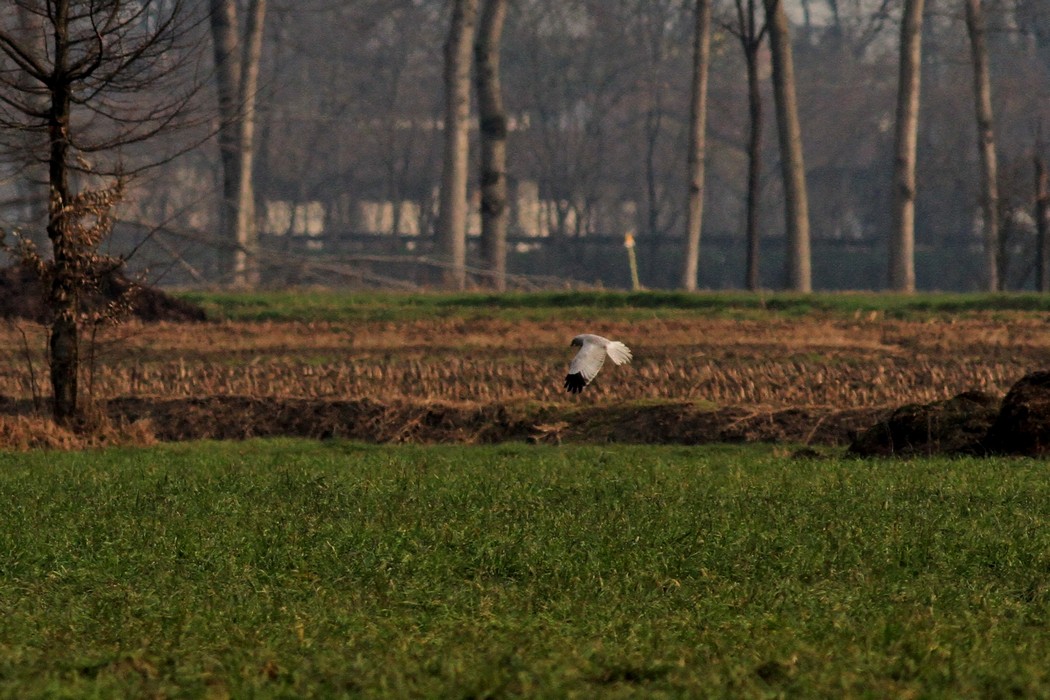 Albanella reale maschio