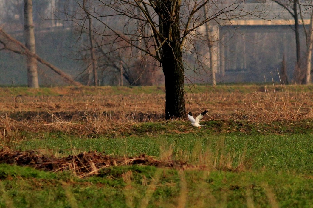 Albanella reale maschio