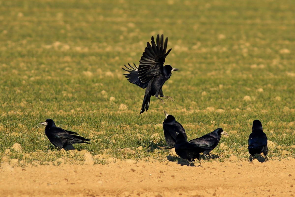 Corvo (Corvus frugilegus)