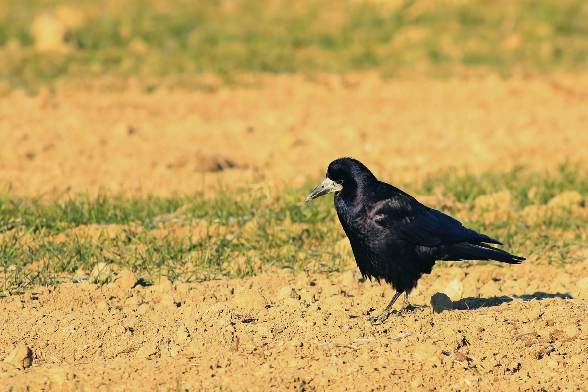 Corvo (Corvus frugilegus)