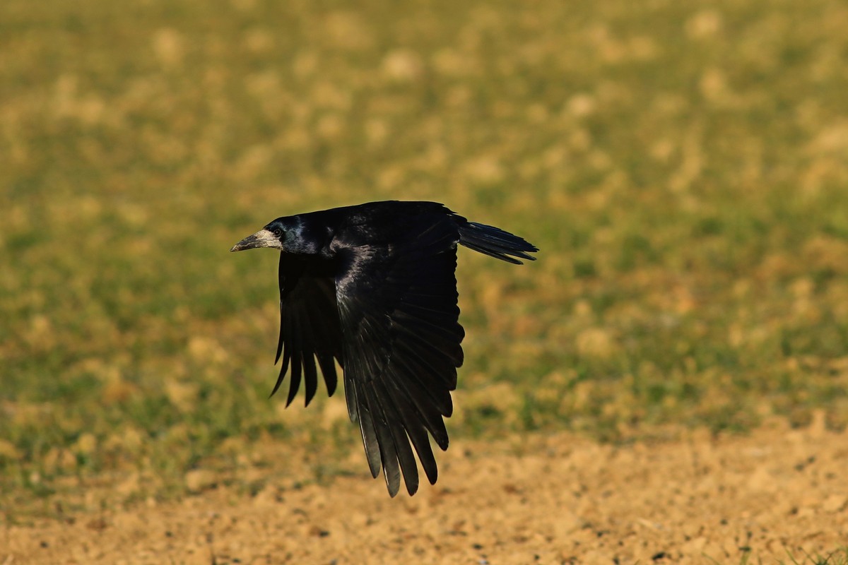 Corvo (Corvus frugilegus)