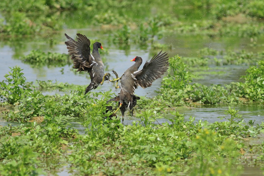 Gallinelle d''acqua (Gallinula chloropus ) -duello multiplo- fotoracconto