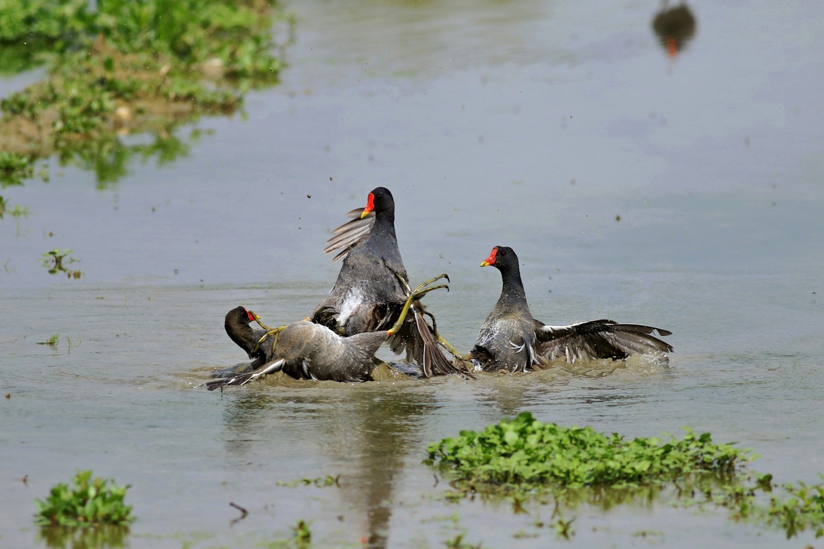 Gallinelle d''acqua (Gallinula chloropus ) -duello multiplo- fotoracconto