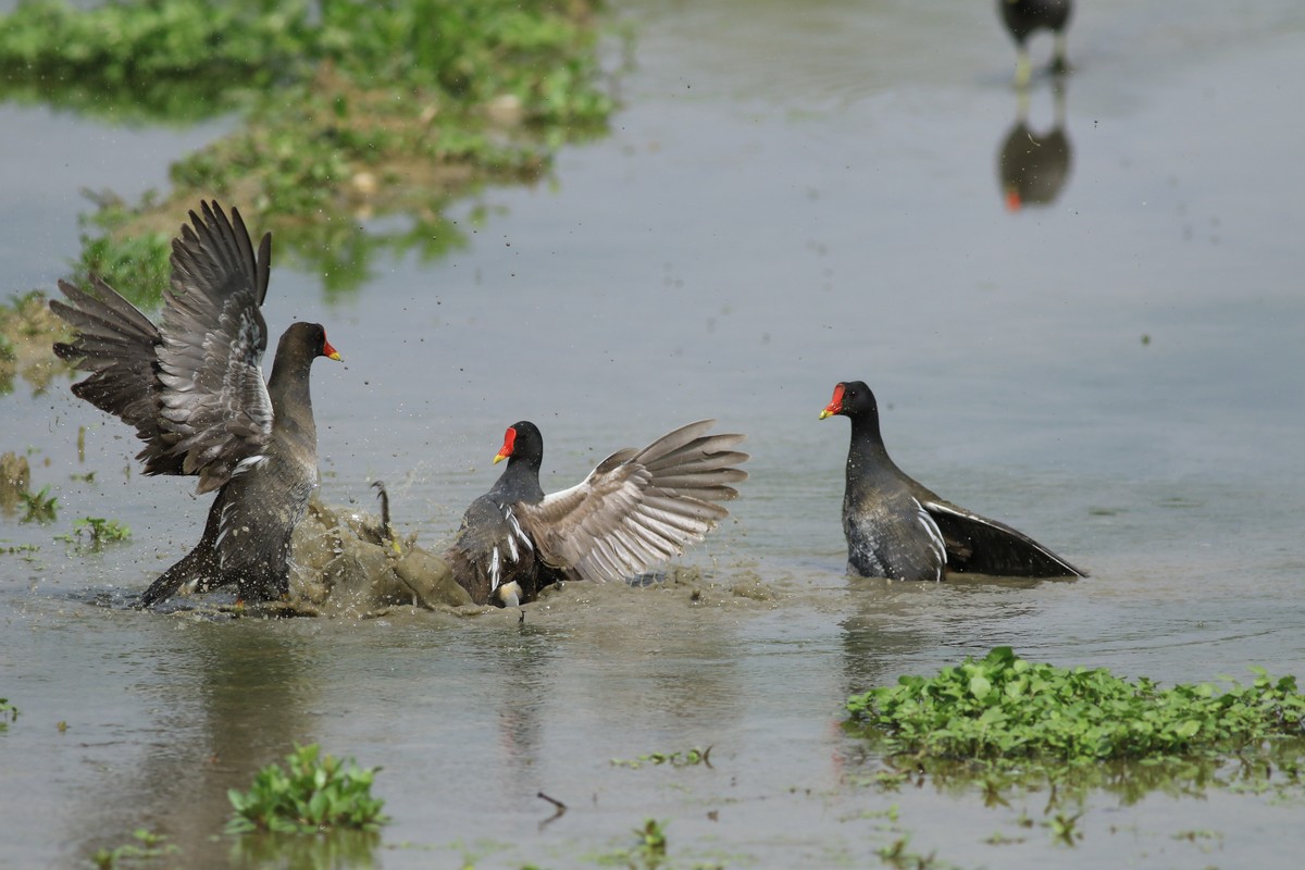 Gallinelle d''acqua (Gallinula chloropus ) -duello multiplo- fotoracconto