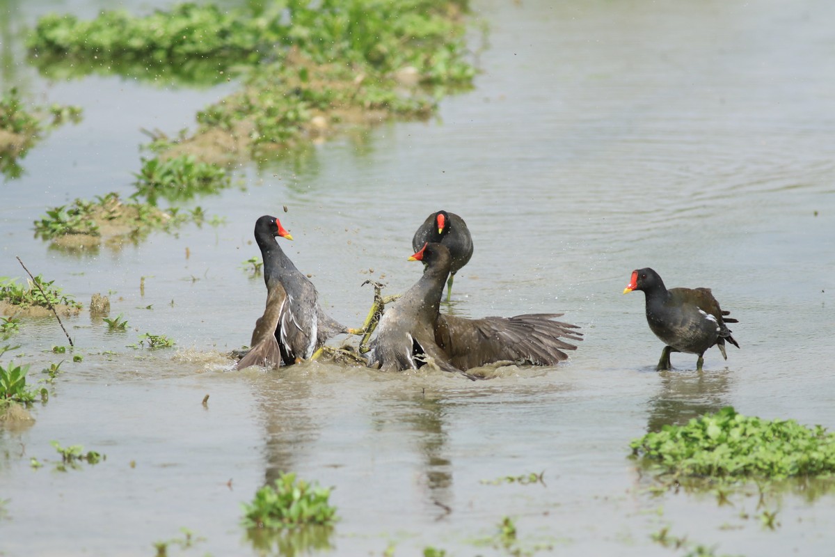 Gallinelle d''acqua (Gallinula chloropus ) -duello multiplo- fotoracconto