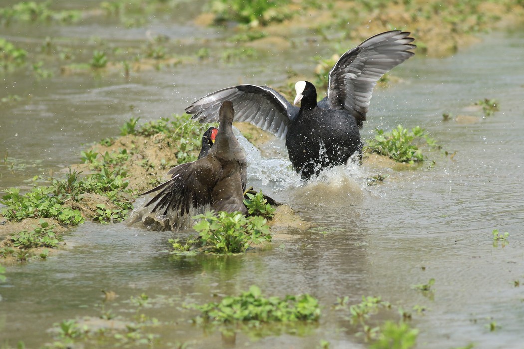 Gallinelle d''acqua (Gallinula chloropus ) -duello multiplo- fotoracconto