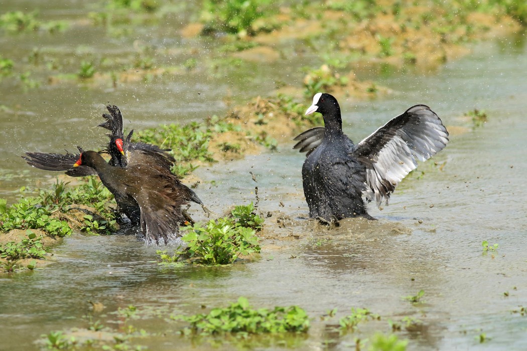 Gallinelle d''acqua (Gallinula chloropus ) -duello multiplo- fotoracconto