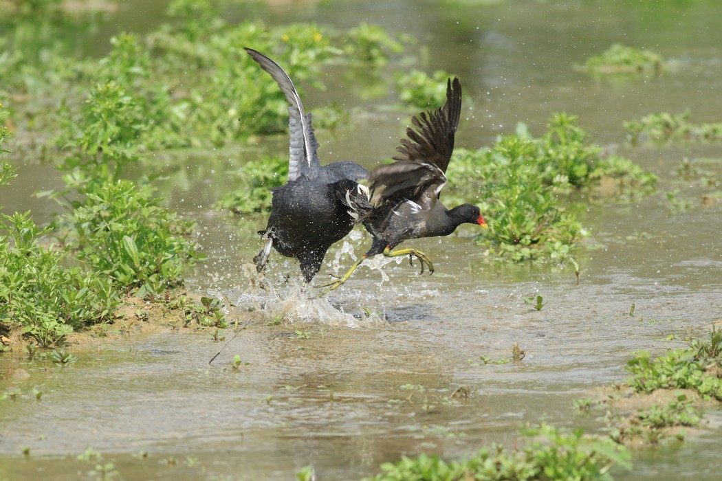 Gallinelle d''acqua (Gallinula chloropus ) -duello multiplo- fotoracconto