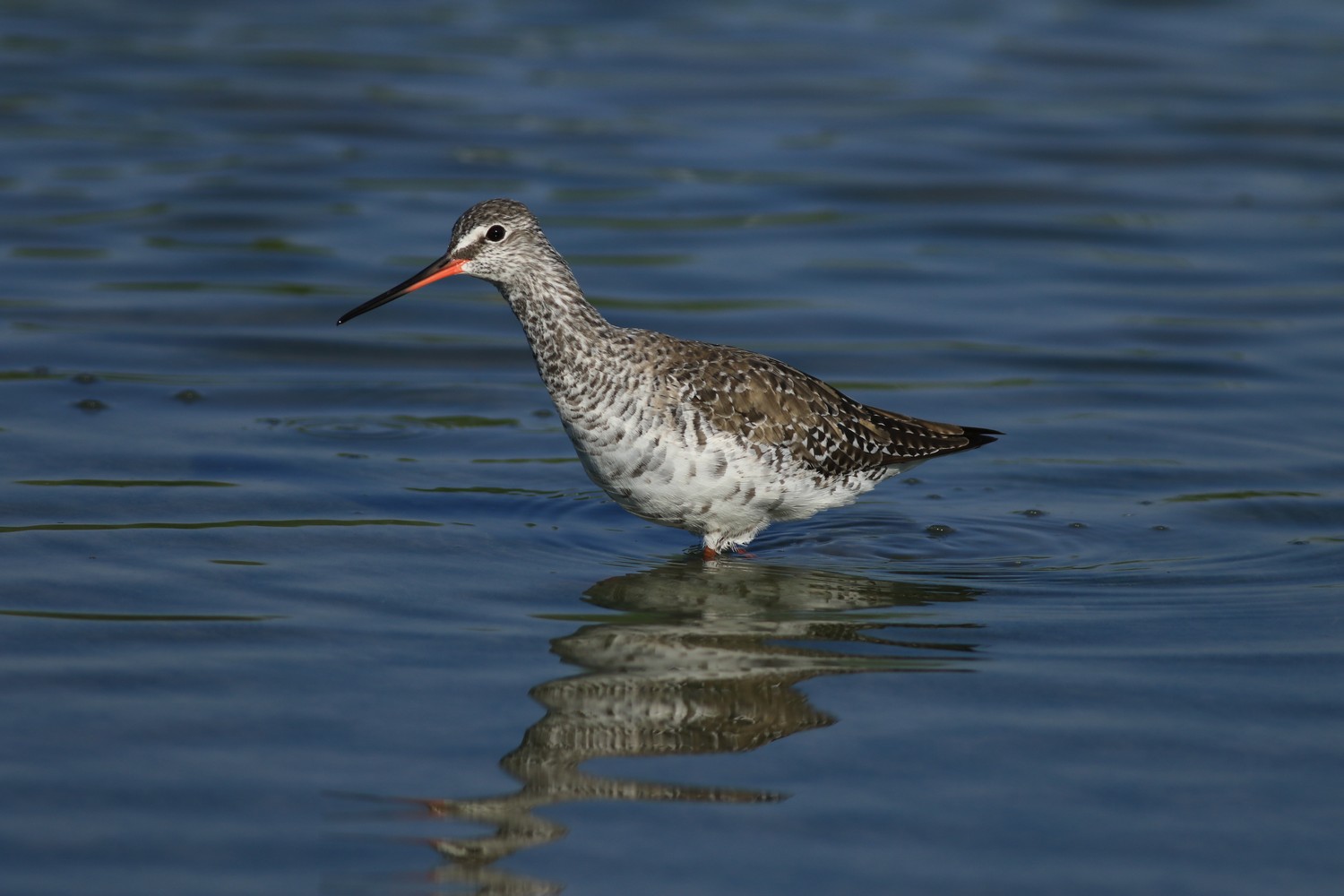 Totano moro ( Tringa erythropus )