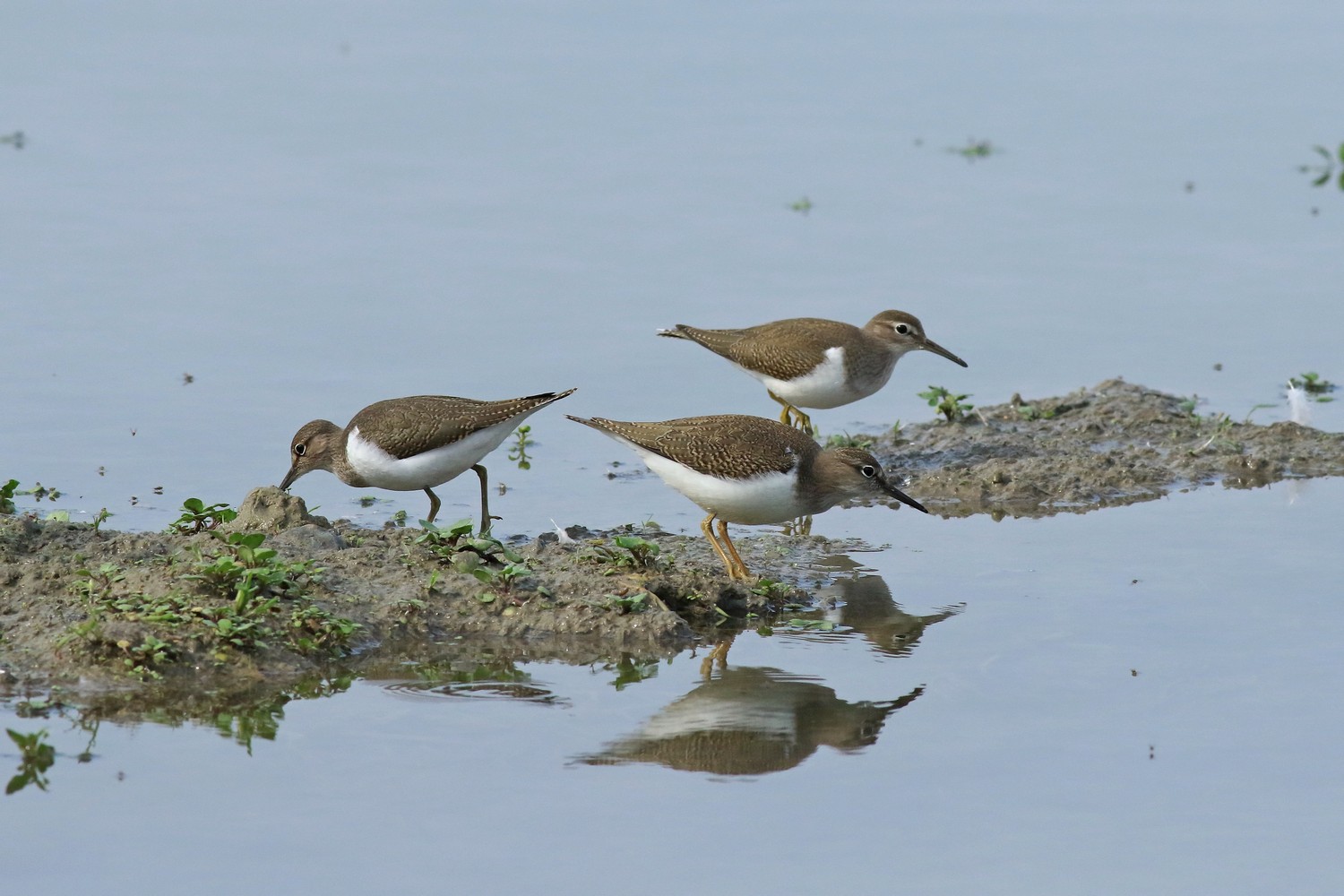 Piro piro piccolo ( Actitis hipoleucos )