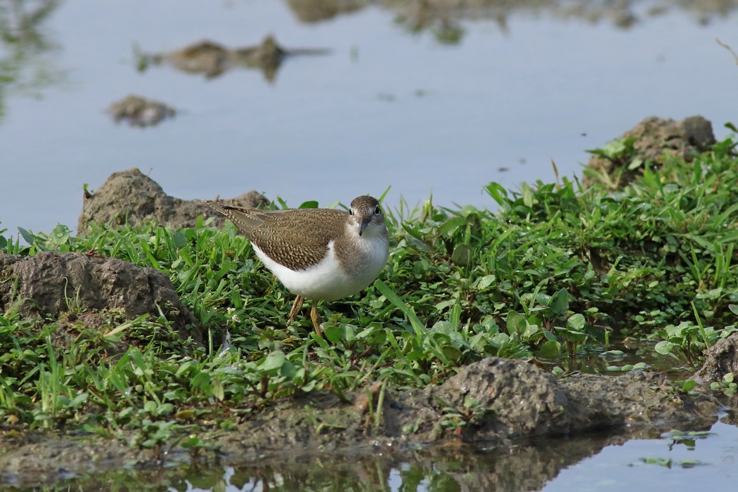 Piro piro piccolo ( Actitis hipoleucos )