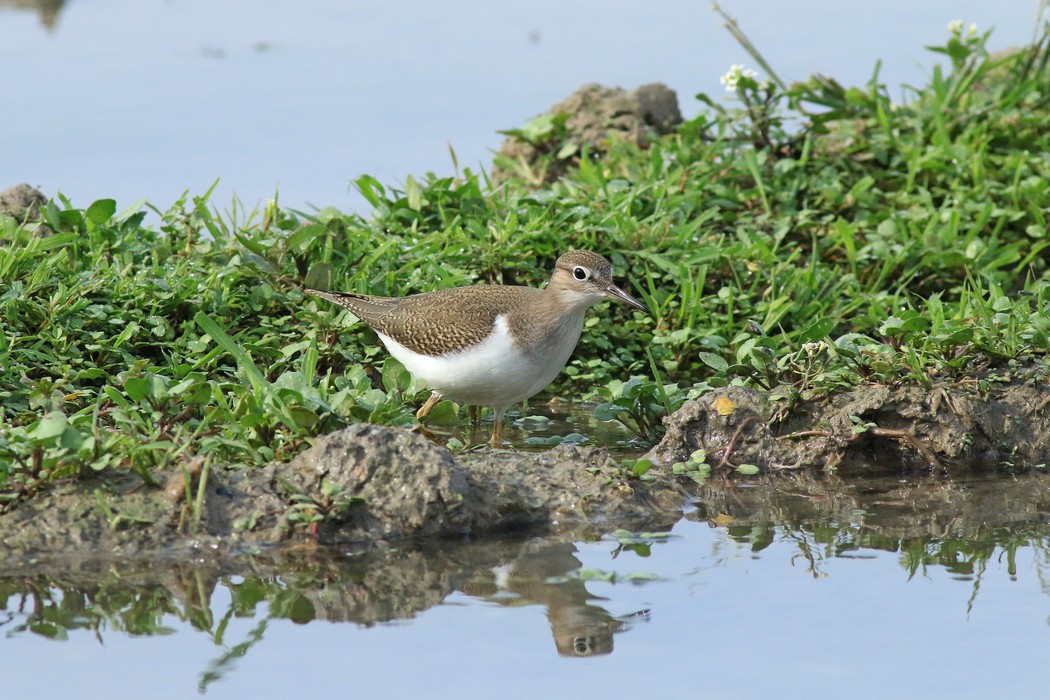 Piro piro piccolo ( Actitis hipoleucos )