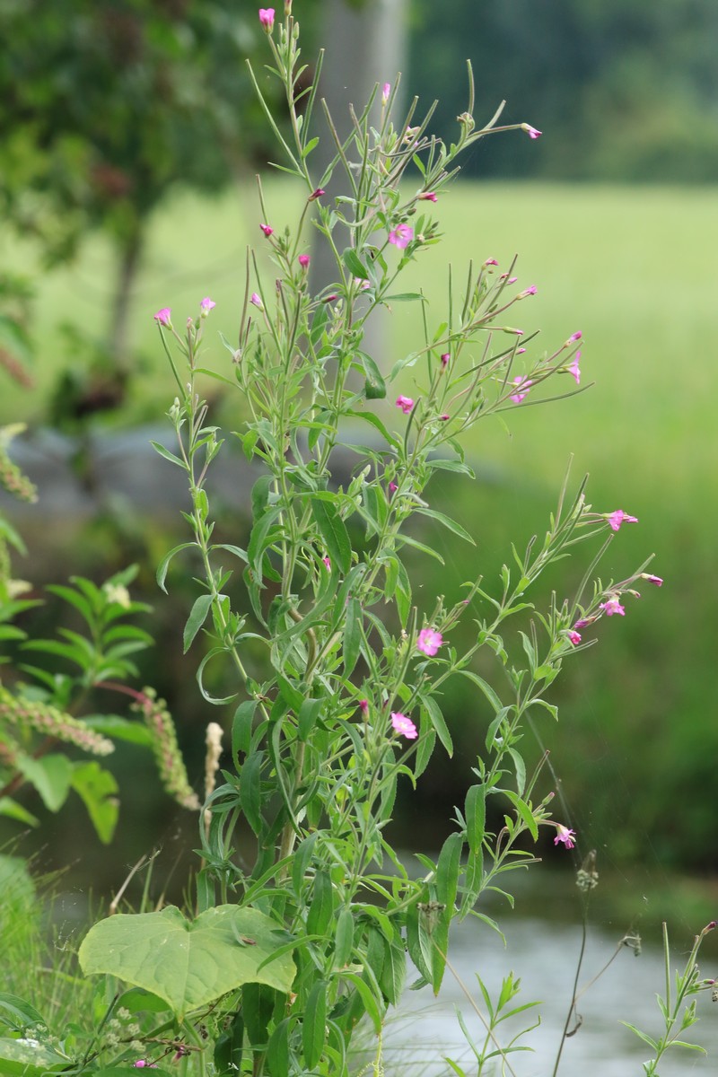 Epilobium hirsutum / Garofanino d''acqua