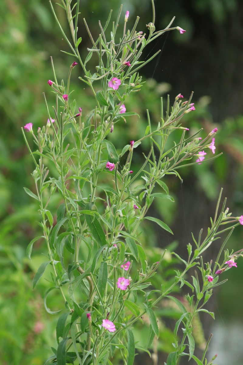 Epilobium hirsutum / Garofanino d''acqua