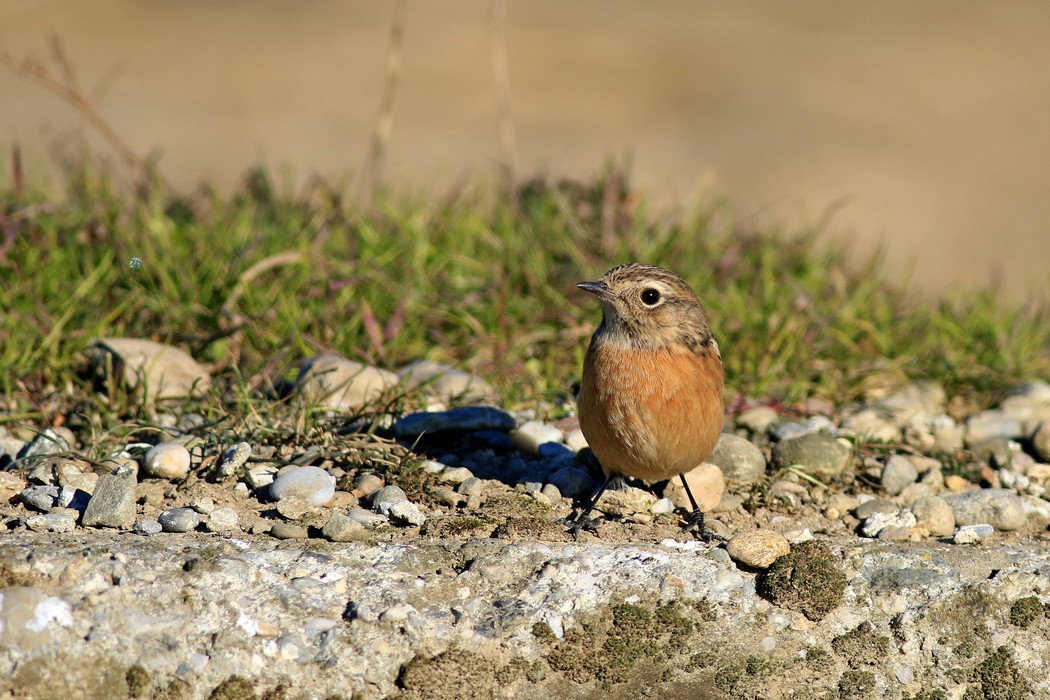 Saltimpalo femmina ( Saxicola [torquata]---> rubicola )