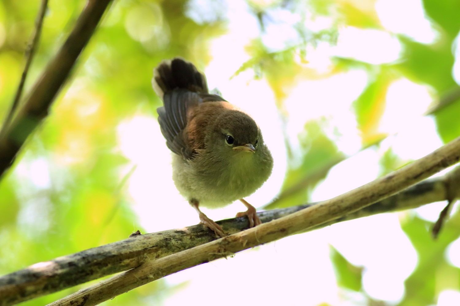 Aiuto/conferma identificazione - Usignolo di fiume ?