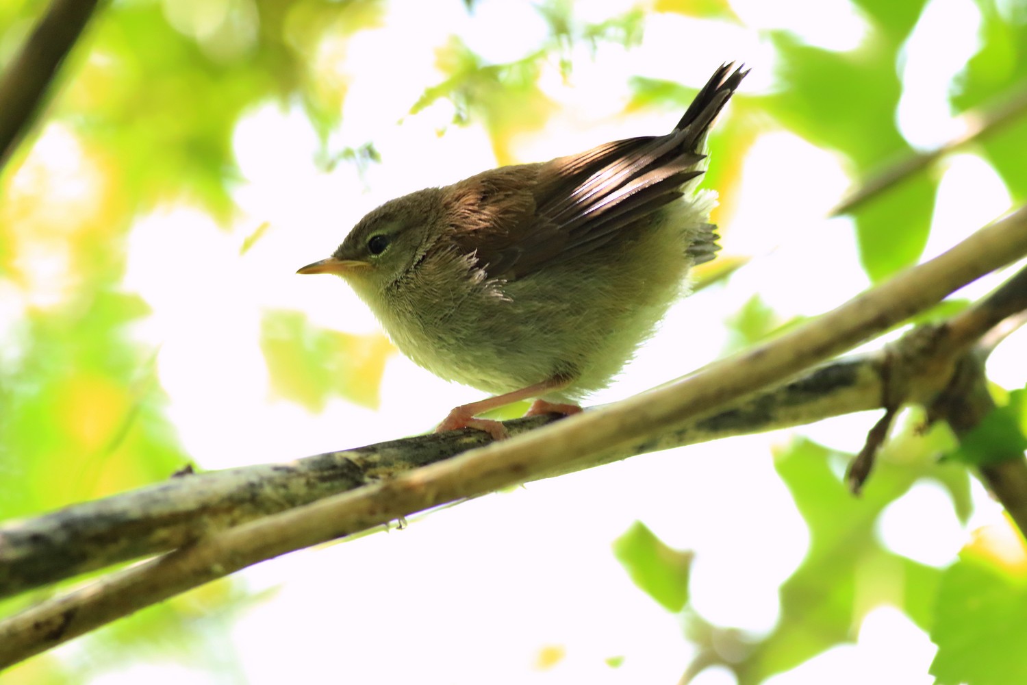 Aiuto/conferma identificazione - Usignolo di fiume ?