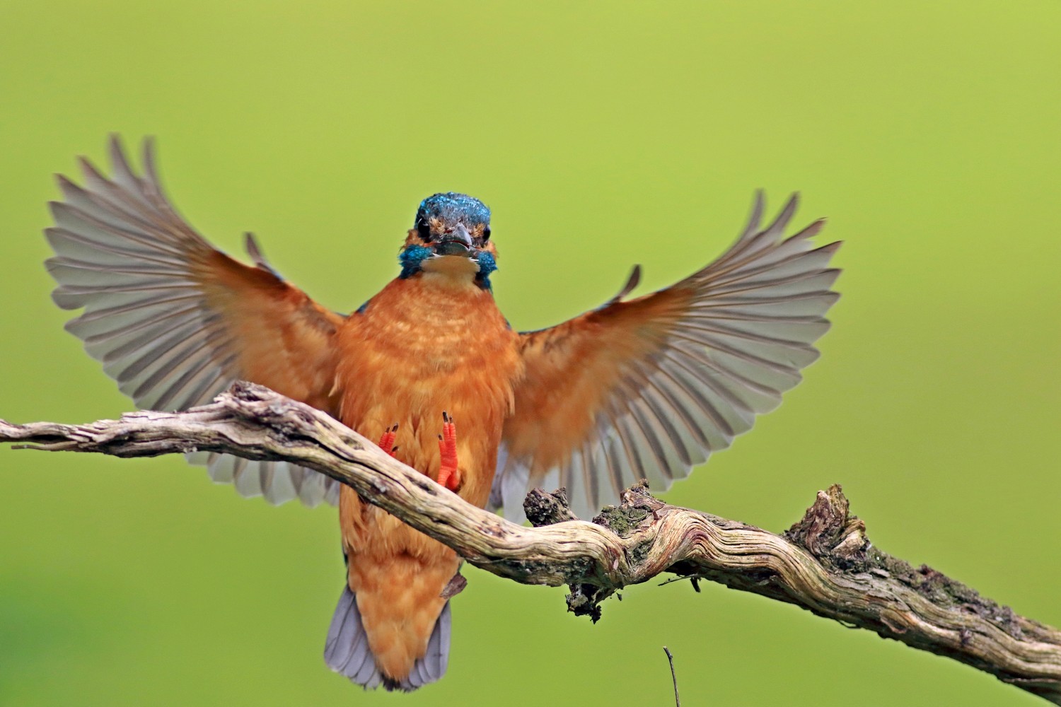 Martin pescatore (Alcedo atthis) in arrivo sul posatoio