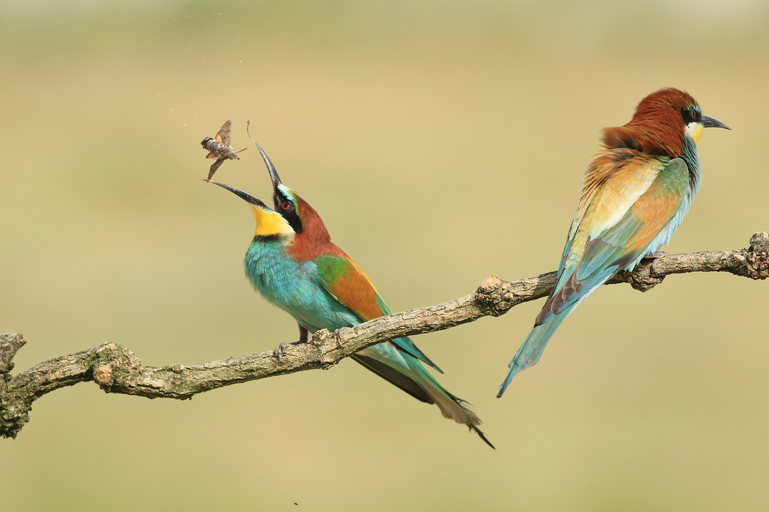 Il Gruccione e il Macroglossum stellatarum