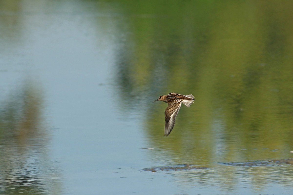 Piovanello pancianera (Calidris alpina )