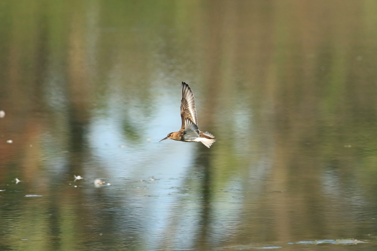 Piovanello pancianera (Calidris alpina )