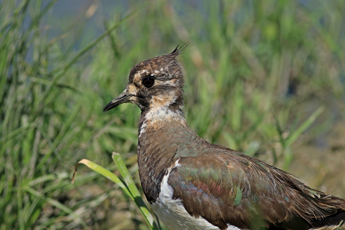 Pavoncella (Vanellus vanellus ) -Ritratti e in volo