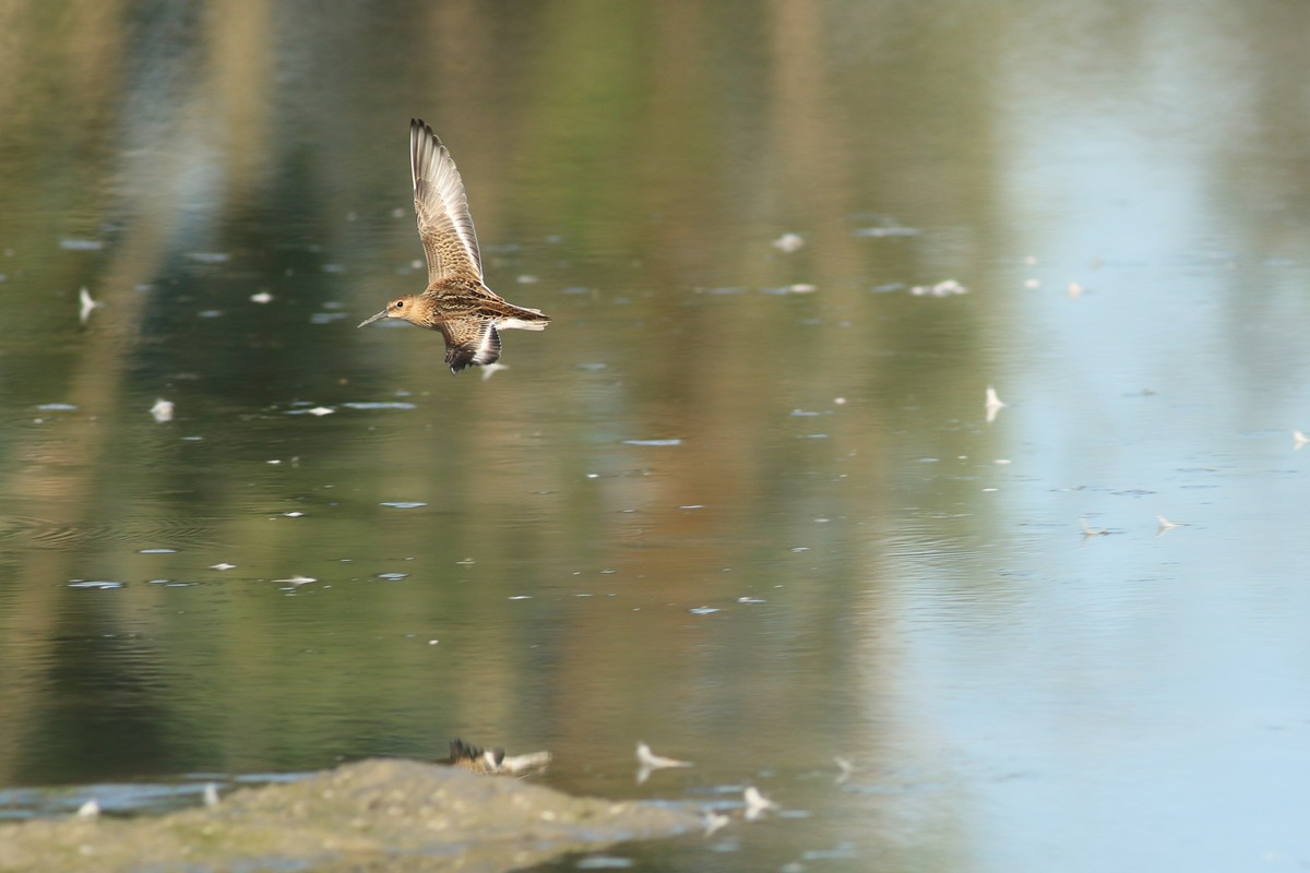 Piovanello pancianera (Calidris alpina )