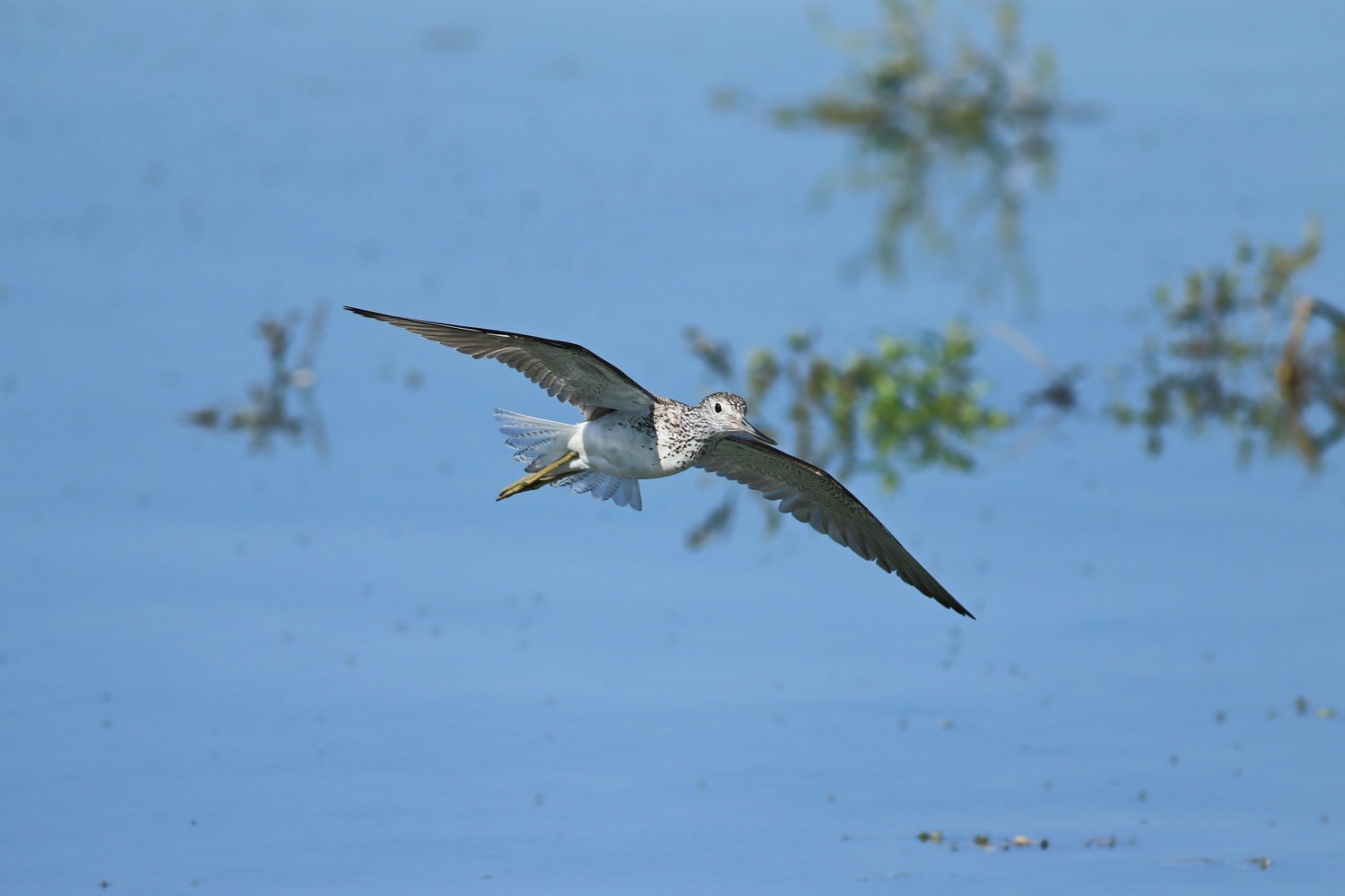 Pantana ( Tringa nebularia )