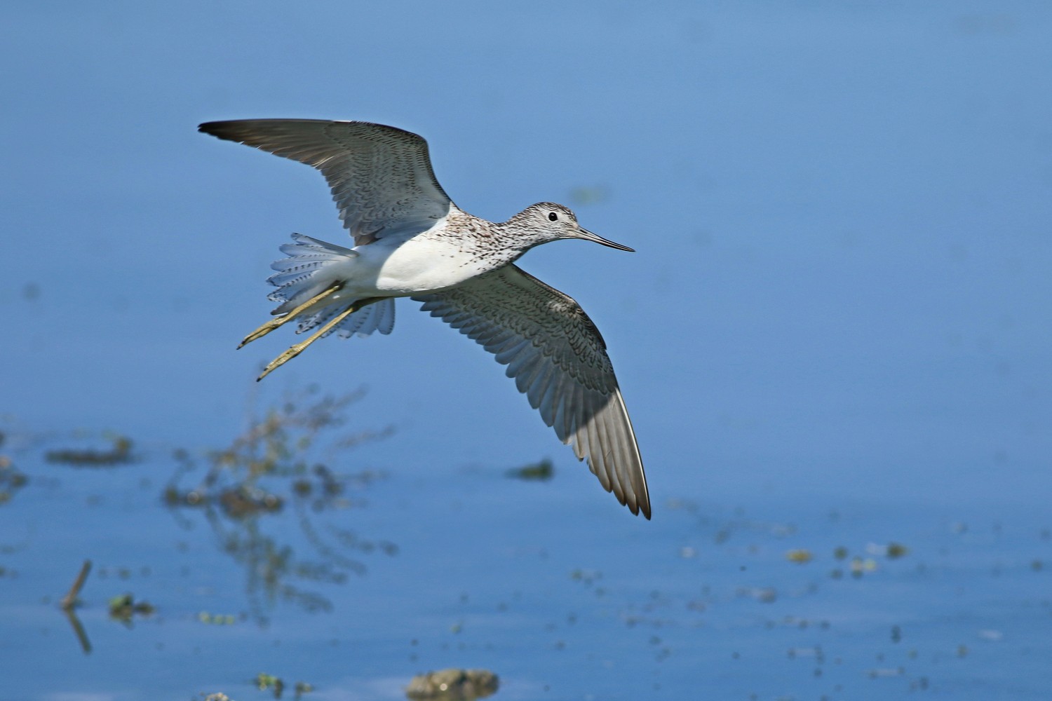 Pantana ( Tringa nebularia )