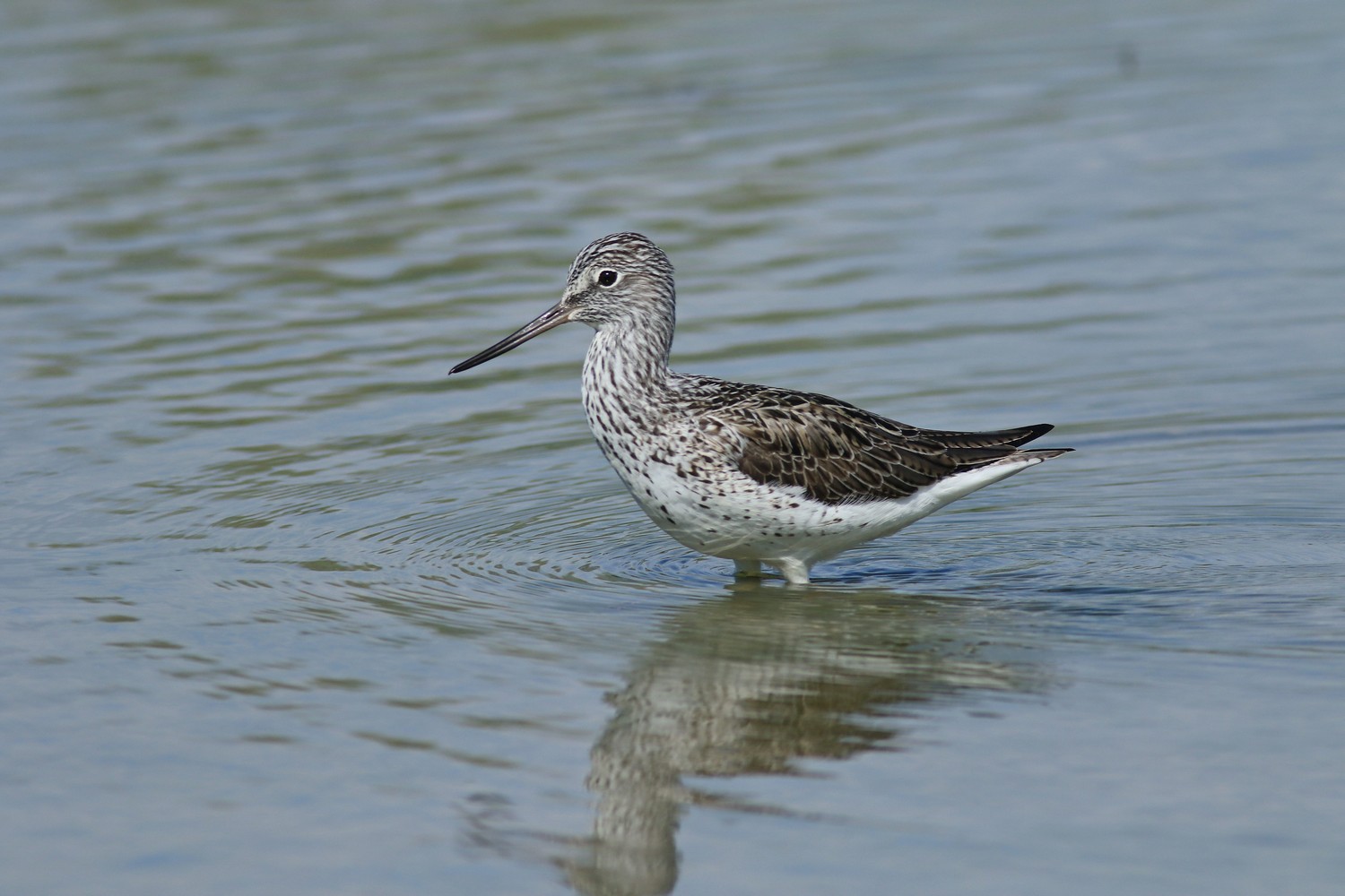 Pantana ( Tringa nebularia )