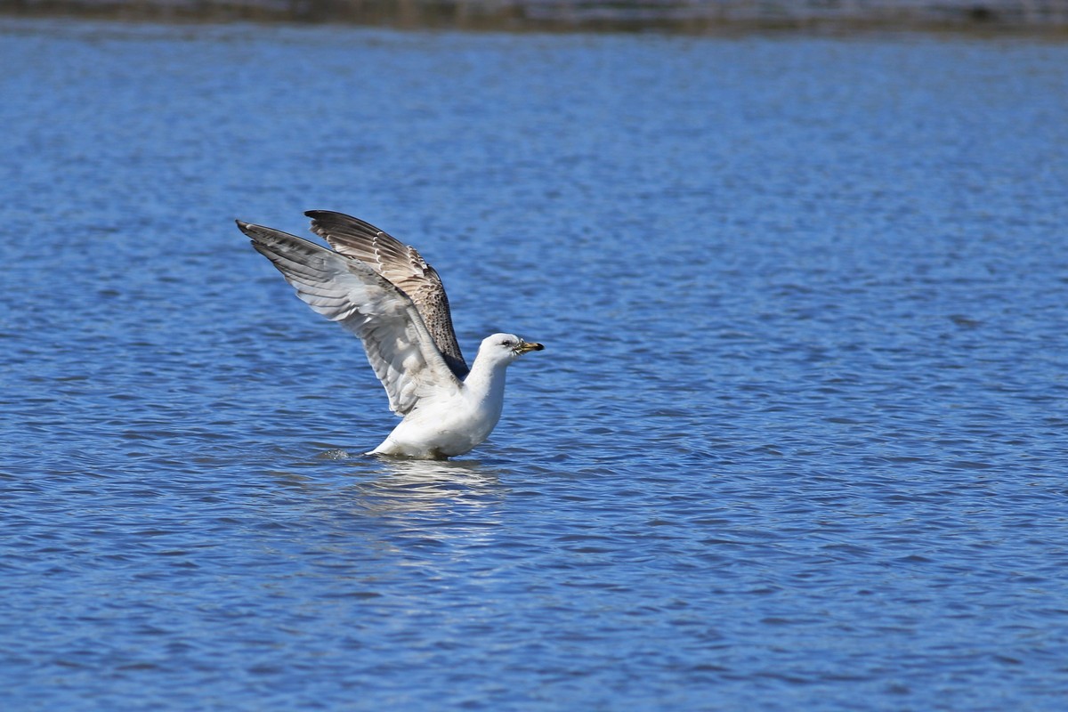 Conferma identificazione - Gavina ( Larus canus )