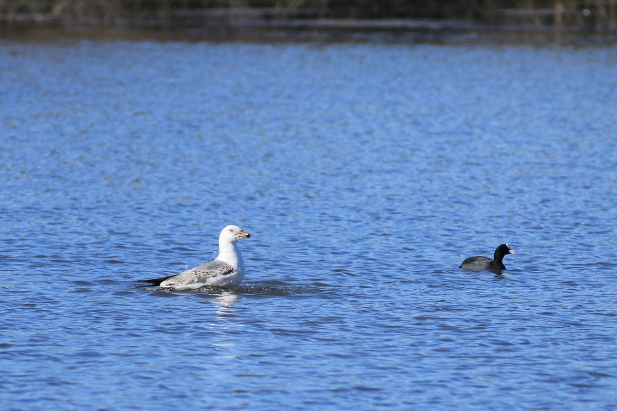 Conferma identificazione - Gavina ( Larus canus )