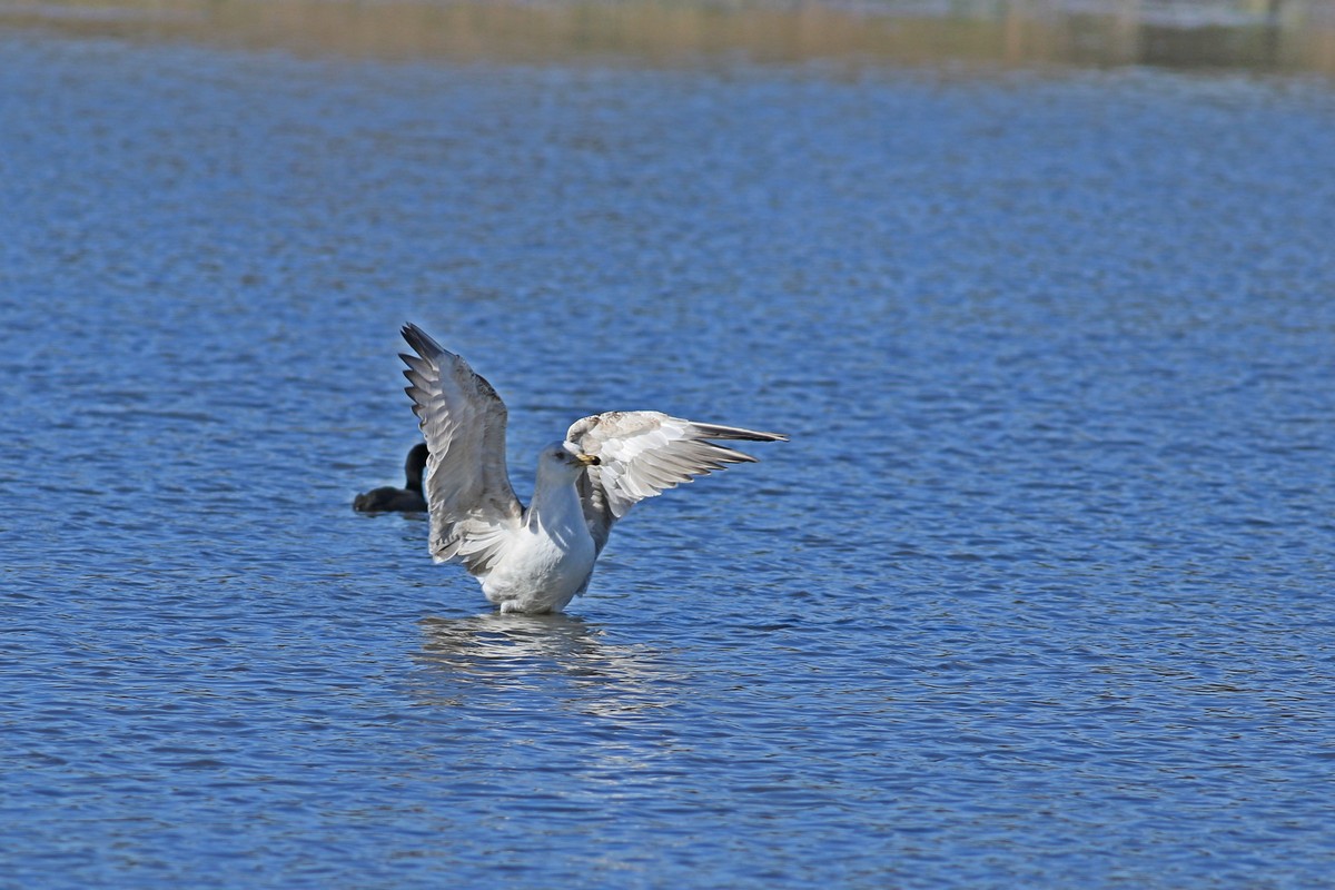 Conferma identificazione - Gavina ( Larus canus )