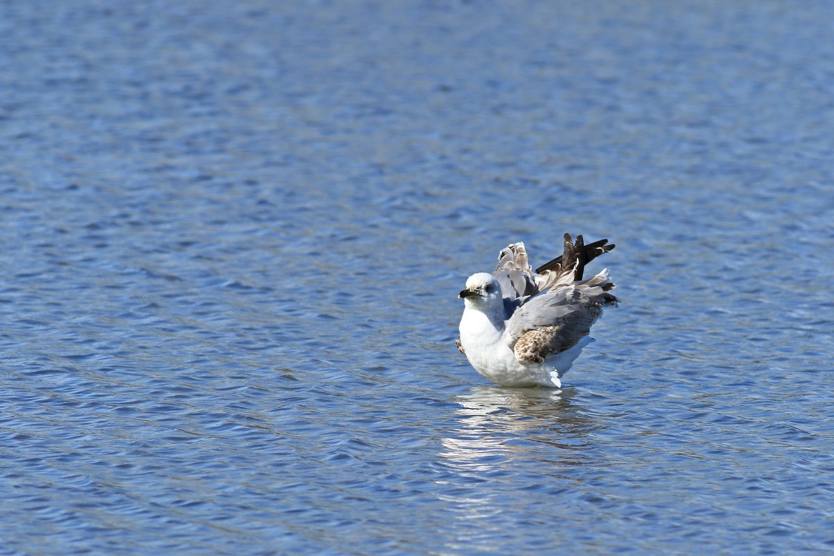 Conferma identificazione - Gavina ( Larus canus )